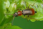 cerapheles-terminatus-foto-auer