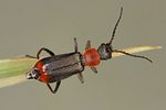cerapheles-terminatus-male-foto-koehler