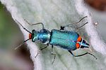 ceratistes-dilaticornis-female-foto-keresztes