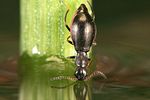 charopus-flavipes-female-foto-weidlich