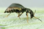 charopus-flavipes-female2-foto-dvorak
