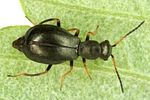 charopus-flavipes-female3-foto-dvorak