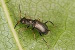 charopus-flavipes-male-foto-altmann
