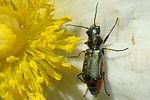 clanoptilus-abdominalis-female-foto-jacinto