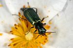 clanoptilus-abdominalis-limbifer-foto-krejcik