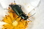 clanoptilus-abdominalis-limbifer2-foto-krejcik