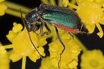 clanoptilus-affinis-cf-female-foto-suvak