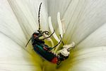 clanoptilus-assimilis-foto-fransen