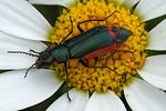 clanoptilus-assimilis2-foto-fransen