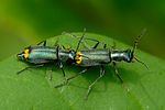 clanoptilus-elegans-foto-fransen