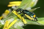 clanoptilus-elegans-foto-furlin