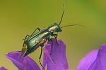 clanoptilus-elegans-foto-koehler