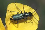 clanoptilus-elegans-foto-rindlisbacher