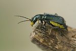 clanoptilus-elegans-foto-swadzba