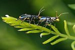 clanoptilus-elegans-paar-foto-kamin