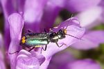 clanoptilus-elegans2-foto-koehler