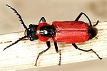 clanoptilus-rufus-foto-dvorak