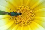 clanoptilus-spinipennis-foto-lartigau