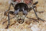 clerus-mutillarius-detail-foto-koehler