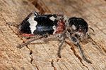 clerus-mutillarius-foto-keresztes