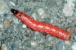 clerus-mutillarius-larve2-foto-auer