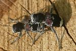 clerus-mutillarius-paar-foto-auer