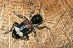 clerus-mutillarius2-foto-derennes