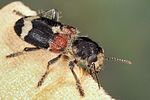 clerus-mutillarius2-foto-koehler