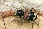 clerus-mutillarius3-foto-derennes