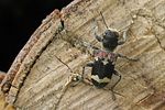 clerus-mutillarius3-foto-koehler