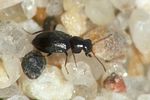 colotes-punctatus-foto-andrade