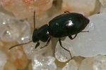colotes-punctatus2-foto-andrade