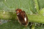 contacyphon-coarctatus-foto-altmann