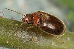 contacyphon-coarctatus2-foto-altmann