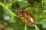 contacyphon-coarctatus2-foto-koehler