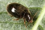 contacyphon-coarctatus3-foto-altmann