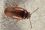 contacyphon-laevipennis-foto-dewilde