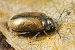 contacyphon-laevipennis-foto-faasen