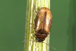 contacyphon-laevipennis-foto-weidlich