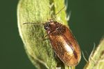 contacyphon-laevipennis2-foto-weidlich