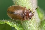 contacyphon-laevipennis3-foto-weidlich