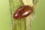 contacyphon-ochraceus-foto-weidlich