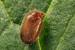 contacyphon-ochraceus2-foto-koehler