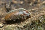 contacyphon-pubescens-foto-faasen