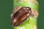 contacyphon-ruficeps-foto-weidlich