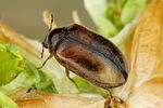 contacyphon-variabilis-foto-dvorak