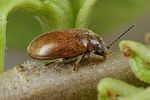 contacyphon-variabilis-foto-koehler