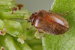 contacyphon-variabilis2-foto-koehler