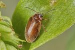 contacyphon-variabilis3-foto-koehler