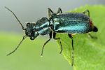 cordylepherus-viridis-foto-dvorak